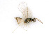 ( - BC-ZSM-HYM-24127-A07)  @12 [ ] CreativeCommons - Attribution Non-Commercial Share-Alike (2016) SNSB, Staatliche Naturwissenschaftliche Sammlungen Bayerns ZSM (SNSB, Zoologische Staatssammlung Muenchen)