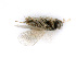  ( - BC-ZSM-HYM-24127-D02)  @12 [ ] CreativeCommons - Attribution Non-Commercial Share-Alike (2016) SNSB, Staatliche Naturwissenschaftliche Sammlungen Bayerns ZSM (SNSB, Zoologische Staatssammlung Muenchen)