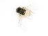  ( - BC-ZSM-HYM-24128-C05)  @12 [ ] CreativeCommons - Attribution Non-Commercial Share-Alike (2016) SNSB, Staatliche Naturwissenschaftliche Sammlungen Bayerns ZSM (SNSB, Zoologische Staatssammlung Muenchen)