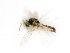  ( - BC-ZSM-HYM-24128-D04)  @12 [ ] CreativeCommons - Attribution Non-Commercial Share-Alike (2016) SNSB, Staatliche Naturwissenschaftliche Sammlungen Bayerns ZSM (SNSB, Zoologische Staatssammlung Muenchen)