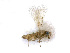  (Oligosita - BC-ZSM-HYM-24129-G09)  @13 [ ] CreativeCommons - Attribution Non-Commercial Share-Alike (2016) SNSB, Staatliche Naturwissenschaftliche Sammlungen Bayerns ZSM (SNSB, Zoologische Staatssammlung Muenchen)