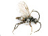  ( - BC-ZSM-HYM-24149-A04)  @11 [ ] by-nc-sa (2020) SNSB, Staatliche Naturwissenschaftliche Sammlungen Bayerns SNSB, Zoologische Staatssammlung Muenchen