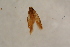  ( - BC ZSM Lep 100130)  @12 [ ] CreativeCommons - Attribution Non-Commercial Share-Alike (2015) Unspecified SNSB, Zoologische Staatssammlung Muenchen