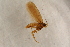  ( - BC ZSM Lep 100147)  @12 [ ] CreativeCommons - Attribution Non-Commercial Share-Alike (2015) Unspecified SNSB, Zoologische Staatssammlung Muenchen