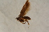  ( - BC ZSM Lep 100158)  @12 [ ] CreativeCommons - Attribution Non-Commercial Share-Alike (2015) Unspecified SNSB, Zoologische Staatssammlung Muenchen