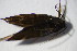  ( - BC ZSM Lep 100202)  @11 [ ] CreativeCommons - Attribution Non-Commercial Share-Alike (2015) Unspecified SNSB, Zoologische Staatssammlung Muenchen
