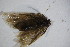  ( - BC ZSM Lep 100283)  @12 [ ] CreativeCommons - Attribution Non-Commercial Share-Alike (2015) Unspecified SNSB, Zoologische Staatssammlung Muenchen