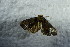  ( - BC ZSM Lep 87487)  @12 [ ] CreativeCommons - Attribution Non-Commercial Share-Alike (2015) Unspecified SNSB, Zoologische Staatssammlung Muenchen