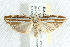  ( - BIOUG00797-C02)  @12 [ ] CreativeCommons - Attribution (2011) CBG Photography Group Centre for Biodiversity Genomics
