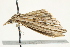  ( - BIOUG00797-F09)  @13 [ ] CreativeCommons - Attribution (2011) CBG Photography Group Centre for Biodiversity Genomics