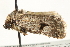  ( - BIOUG00797-G02)  @13 [ ] CreativeCommons - Attribution (2011) CBG Photography Group Centre for Biodiversity Genomics