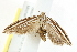  ( - BIOUG00798-A08)  @13 [ ] CreativeCommons - Attribution (2011) CBG Photography Group Centre for Biodiversity Genomics