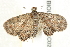  ( - BIOUG00798-C02)  @13 [ ] CreativeCommons - Attribution (2011) CBG Photography Group Centre for Biodiversity Genomics