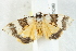  ( - BIOUG00798-C10)  @13 [ ] CreativeCommons - Attribution (2011) CBG Photography Group Centre for Biodiversity Genomics