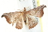  ( - BIOUG00798-D02)  @13 [ ] CreativeCommons - Attribution (2011) CBG Photography Group Centre for Biodiversity Genomics