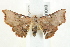  ( - BIOUG00798-G06)  @13 [ ] CreativeCommons - Attribution (2011) CBG Photography Group Centre for Biodiversity Genomics