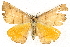  (Systatica - BIOUG00796-A03)  @15 [ ] CreativeCommons - Attribution (2011) CBG Photography Group Centre for Biodiversity Genomics