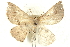  (Nearcha ursaria - BIOUG00796-B07)  @13 [ ] CreativeCommons - Attribution (2011) CBG Photography Group Centre for Biodiversity Genomics