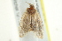  ( - BIOUG00799-C07)  @12 [ ] CreativeCommons - Attribution (2011) CBG Photography Group Centre for Biodiversity Genomics