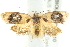  ( - BIOUG00799-C10)  @13 [ ] CreativeCommons - Attribution (2011) CBG Photography Group Centre for Biodiversity Genomics