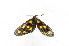  ( - K290524)  @12 [ ] CreativeCommons - Attribution Non-Commercial Share-Alike (2011) Andrew Mitchell Australian Museum