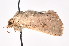  ( - K290557)  @12 [ ] CreativeCommons - Attribution Non-Commercial Share-Alike (2011) Andrew Mitchell Australian Museum