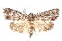  ( - K290568)  @14 [ ] CreativeCommons - Attribution Non-Commercial Share-Alike (2011) Andrew Mitchell Australian Museum