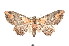  ( - K290569)  @14 [ ] CreativeCommons - Attribution Non-Commercial Share-Alike (2011) Andrew Mitchell Australian Museum