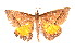  ( - K290635)  @11 [ ] CreativeCommons - Attribution Non-Commercial Share-Alike (2011) Andrew Mitchell Australian Museum