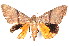  ( - K290641)  @14 [ ] CreativeCommons - Attribution Non-Commercial Share-Alike (2011) Andrew Mitchell Australian Museum