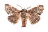  ( - K290656)  @14 [ ] CreativeCommons - Attribution Non-Commercial Share-Alike (2011) Andrew Mitchell Australian Museum