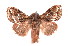  ( - K290657)  @14 [ ] CreativeCommons - Attribution Non-Commercial Share-Alike (2011) Andrew Mitchell Australian Museum