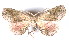  (Parepisparis brevidactyla - K290684)  @13 [ ] CreativeCommons - Attribution Non-Commercial Share-Alike (2011) Andrew Mitchell Australian Museum