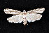  ( - K290700)  @13 [ ] CreativeCommons - Attribution Non-Commercial Share-Alike (2011) Andrew Mitchell Australian Museum