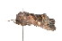  ( - K290717)  @12 [ ] CreativeCommons - Attribution Non-Commercial Share-Alike (2011) Andrew Mitchell Australian Museum