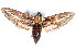  ( - K287974)  @14 [ ] CreativeCommons - Attribution Non-Commercial Share-Alike (2011) Andrew Mitchell Australian Museum
