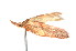  ( - K290729)  @14 [ ] CreativeCommons - Attribution Non-Commercial Share-Alike (2011) Andrew Mitchell Australian Museum