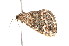  ( - K290733)  @12 [ ] CreativeCommons - Attribution Non-Commercial Share-Alike (2011) Andrew Mitchell Australian Museum