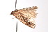  ( - K290806)  @12 [ ] CreativeCommons - Attribution Non-Commercial Share-Alike (2011) Andrew Mitchell Australian Museum