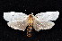  ( - K292485)  @11 [ ] CreativeCommons - Attribution Non-Commercial Share-Alike (2011) Andrew Mitchell Australian Museum