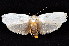 (Maroga melanostigma PS4 - K292486)  @13 [ ] CreativeCommons - Attribution Non-Commercial Share-Alike (2011) Andrew Mitchell Australian Museum