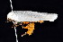  ( - K292488)  @11 [ ] CreativeCommons - Attribution Non-Commercial Share-Alike (2011) Andrew Mitchell Australian Museum