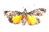  ( - K292519)  @13 [ ] CreativeCommons - Attribution Non-Commercial Share-Alike (2011) Andrew Mitchell Australian Museum
