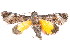  ( - K292569)  @13 [ ] CreativeCommons - Attribution Non-Commercial Share-Alike (2011) Andrew Mitchell Australian Museum