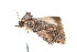  (Prorocopis sp. ANICGP2 - K292590)  @14 [ ] CreativeCommons - Attribution Non-Commercial Share-Alike (2011) Andrew Mitchell Australian Museum