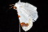  ( - K292635)  @12 [ ] CreativeCommons - Attribution Non-Commercial Share-Alike (2011) Andrew Mitchell Australian Museum