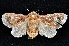  ( - K292672)  @13 [ ] CreativeCommons - Attribution Non-Commercial Share-Alike (2011) Andrew Mitchell Australian Museum