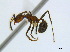  ( - CCDB-22212-D04)  @11 [ ] CreativeCommons - Attribution (2011) M. Alex Smith Centre for Biodiversity Genomics