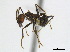 ( - CCDB-22212-E06)  @11 [ ] CreativeCommons - Attribution (2011) M. Alex Smith Centre for Biodiversity Genomics