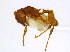  ( - CCDB-22212-E08)  @11 [ ] CreativeCommons - Attribution (2011) M. Alex Smith Centre for Biodiversity Genomics